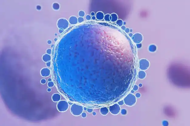 Blastocyst Culture