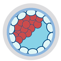 Blastocyst