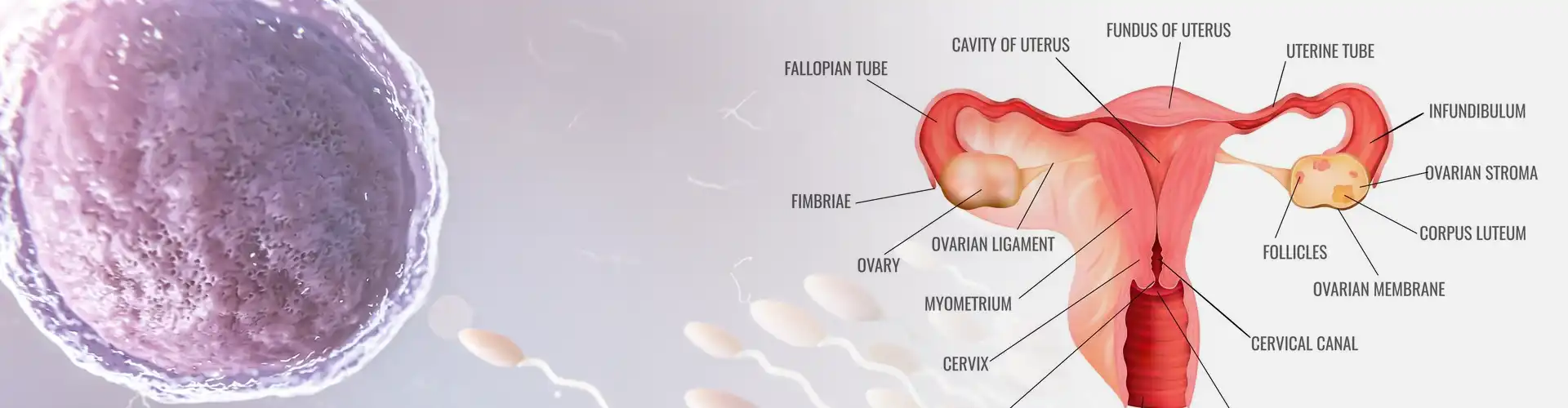 OI Ovulation Induction